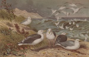 Silakkalokki ja suurselkälokki, levy Brehms Tierlebenistä: Allgemeine Kunde des Tierreichs, vol.6, s.108, julkaissut Bibliographic Institute, 1892 tekijältä German School