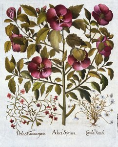Hibiscus syriacus, haiseva kamomilla ja Hortus Eystettensis, kirjoittanut Basil Besler (1561-1629) pub. 1613 tekijältä German School