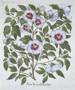 Hibiscus syriacus, Hortus Eystettensis, kirjoittanut Basil Besler (1561-1629), pub. 1613 (käsinvärinen kaiverrus) tekijältä German School