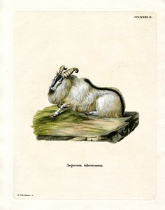 Himalayan Thar (värillinen kaiverrus) tekijältä German School