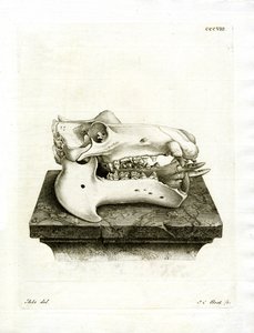 Hippo Skull (värillinen kaiverrus) tekijältä German School