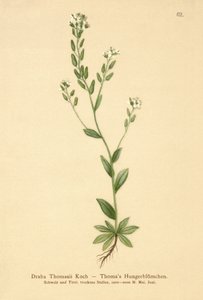 Hoary Whitlow-ruoho (Draba Thomasii) tekijältä German School