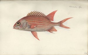 Holocentrus ascensionis, ennen vuotta 1790 (wc paperilla) tekijältä German School