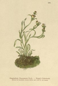 Coppweed Hoppes (Gnaphalium Hoppeanum, Omalotheca hoppeana) tekijältä German School