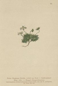 Hoppes Whitlow-grass (Draba Hoppeana, Draba Zahlbruckneri) tekijältä German School