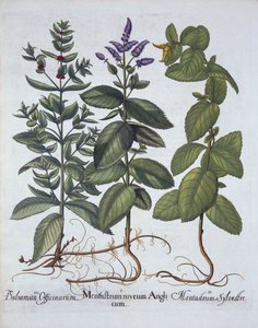 Hevosminttu ja viherminttu, Hortus Eystettensis, kirjoittanut Basil Besler (1561-1629), pub. 1613 (käsinvärinen kaiverrus) tekijältä German School