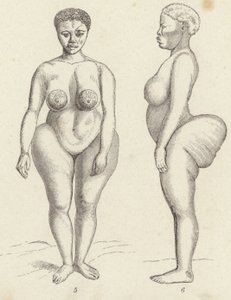 Hottentot Venus (kaiverrus) tekijältä German School