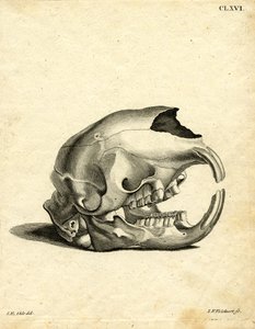 Hyrax Skull (värillinen kaiverrus) tekijältä German School