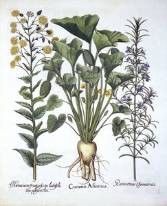 I Squirting kurkku, ii Kapealehtinen Hawkweed, iii Rosemary, Hortus Eystettensis, Basil Besler (1561-1629) pub. 1613 tekijältä German School