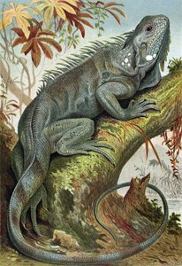 Iguana, levy Brehms Tierlebenistä> General Knowledge of the Animal Kingdom, vol.7, s.88, julkaissut Bibliographic Institute, 1892 tekijältä German School