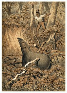Kuvitus, intialainen metsästystapiiri Amazonin metsässä. Teoksessa "" De Bootslieden der Amazon-River", Karl Muller, Alankomaat tekijältä German School