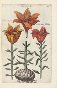 Kuvitus teoksesta "Florilegium ... erilaisten kukkien ja muiden indeksikasvien käsitteleminen elävästi kahdessa osassa ja neljällä kielellä järjestettynä tekijältä German School