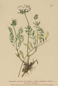 Intialainen maitovirka (Astragalus australis, Astragalus aboriginum, Phaca australis) tekijältä German School