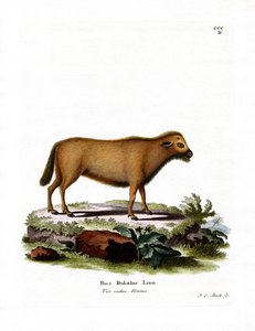 Indian Water Buffalo (värillinen kaiverrus) tekijältä German School