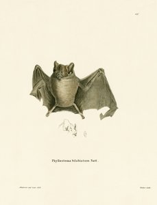 Ipanema Bat (värillinen kaiverrus) tekijältä German School