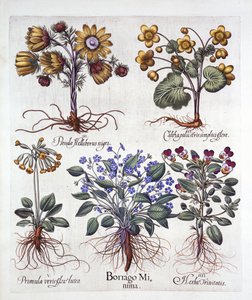 Ipheion Rolf Fiedler Spring Starflower, Marsh Marigold, Pseudo Helleborus, Viola Tricolor ja Cowslip, Hortus Eystettensis, kirjoittanut Basil Besler (1561-1629), pub. 1613 (käsinvärinen kaiverrus) tekijältä German School