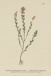 Irlantilainen Eyebright (Euphrasia Salisburgensis) tekijältä German School
