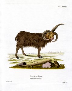Jacob Sheep (värillinen kaiverrus) tekijältä German School