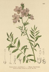 Jacobsin tikkaat (Polemonium coeruleum, Polemonium blue) tekijältä German School
