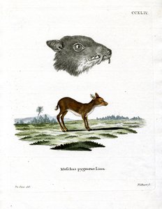 Java Mouse-Deer (värillinen kaiverrus) tekijältä German School