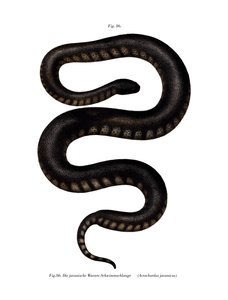 Java File Snake (väri litho) tekijältä German School