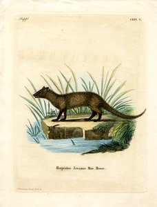 Javan Mongoose (värillinen kaiverrus) tekijältä German School