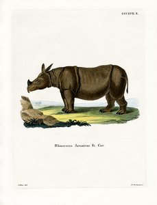 Jaavan Rhinoceros (värillinen kaiverrus) tekijältä German School