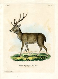 Java Rusa (värillinen kaiverrus) tekijältä German School