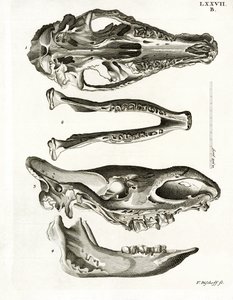 Jaw Bones (värillinen kaiverrus) tekijältä German School