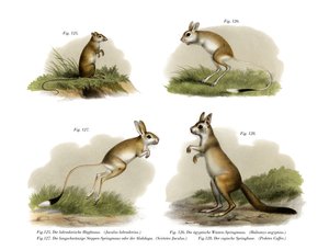 Jerboa, 1860 tekijältä German School