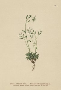 Johns Whitlow-grass (Draba Johannis) tekijältä German School