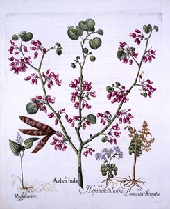 Judas Tree, May Lily, Moonwort, Liverwort, Hortus Eystettensis, kirjoittanut Basil Besler (1561-1629), pub. 1613 (käsinvärinen kaiverrus) tekijältä German School