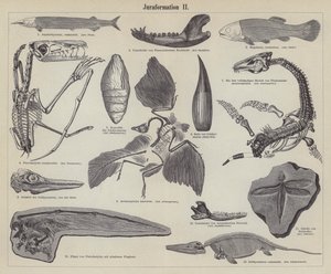 Jurassic fossiilit (kaiverrus) tekijältä German School