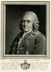 Karl von Linné tekijältä German School