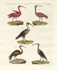 Ibis-tyypit (värinen kaiverrus) tekijältä German School