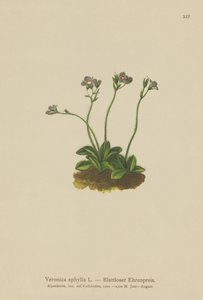 Lehdetönvartinen Speedwell (Veronica aphylla) tekijältä German School