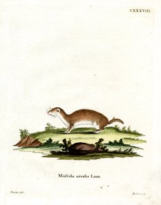 Least Weasel (värillinen kaiverrus) tekijältä German School