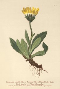 Lesser Hawkbit (Leontodon saxatilis, Leontodon Taraxaci) tekijältä German School