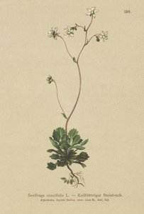Pieni Lontoon ylpeys (Saxifraga cuneifolia) tekijältä German School