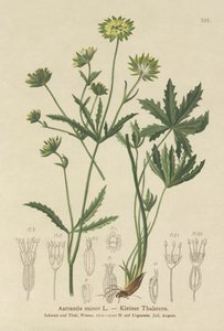 Lesser Masterwort (Astrantia minor) tekijältä German School