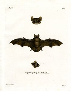 Lesser Noctule Bat (värillinen kaiverrus) tekijältä German School