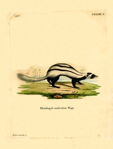 Libyan Striped Weasel (värillinen kaiverrus) tekijältä German School