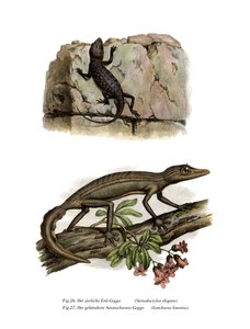 Lichtensteinin lyhytsormigekko (väri litho) tekijältä German School