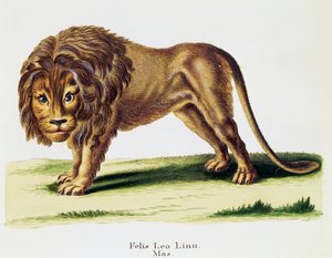 Leijona (Felis leo), nisäkkäistä kuvitettu luonnosta kuvauksilla, Johann Christian Daniel von Schreber (1739-1810), kaiverrus H I Tisroff, osa 3, taulukko 97-A, Saksa tekijältä German School