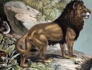 Lion - julkaisussa "Nisäkkäiden luonnonhistoria", toim. Schreiber, München tekijältä German School