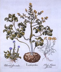 Lions Leaf and Alpine Flowers, Hortus Eystettensis, kirjoittanut Basil Besler (1561-1629), pub. 1613 (käsinvärinen kaiverrus) tekijältä German School