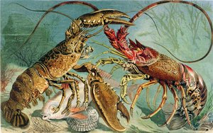 Lobster and Spiny Lobster, Brehms Tierlebenin levy: Allgemeine Kunde des Tierreichs, vol. 10, s. 44, julkaissut Bibliographic Institute, 1893 tekijältä German School