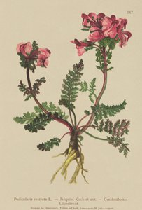Pitkänokkakärsä (Pedicularis rostrata) tekijältä German School