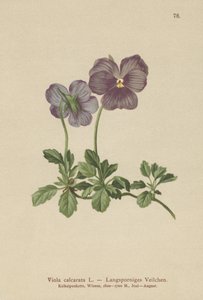 Pitkänkarvainen orvokki (Viola calcarata) tekijältä German School