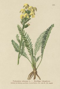Pitkänokkainen keltainen täimato (Pedicularis tuberosa) tekijältä German School